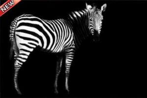 ZEBRA SHADOW