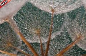 FROSTY VIEW