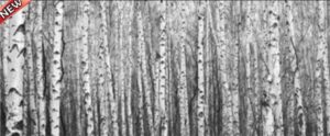 GREY BIRCH