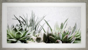 Soft Succulents 2