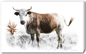 Single Nguni