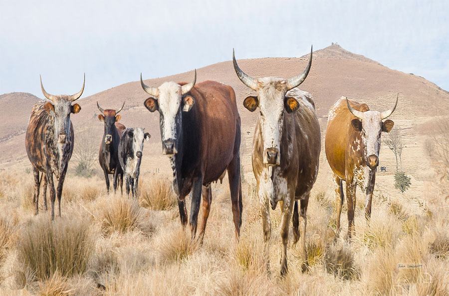OnlyNguniHerdColour