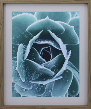 Succulent no words