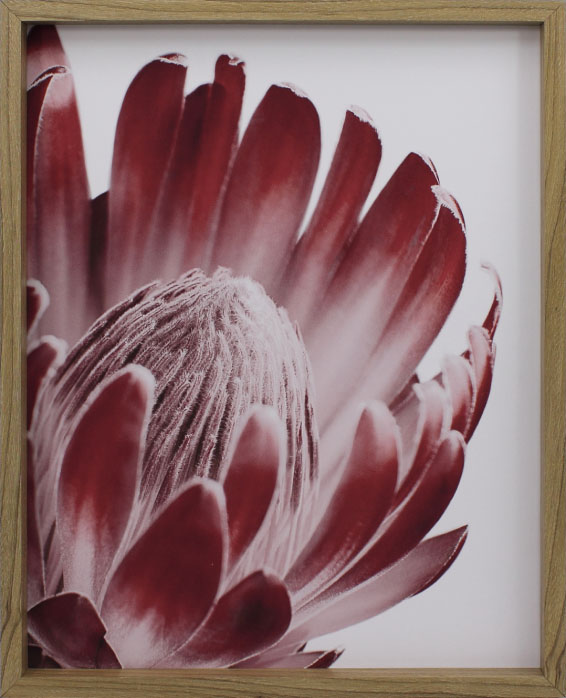 Red Protea 1
