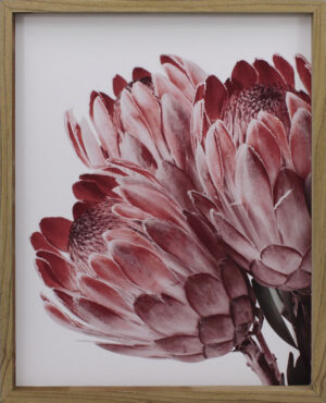 Red Protea 2