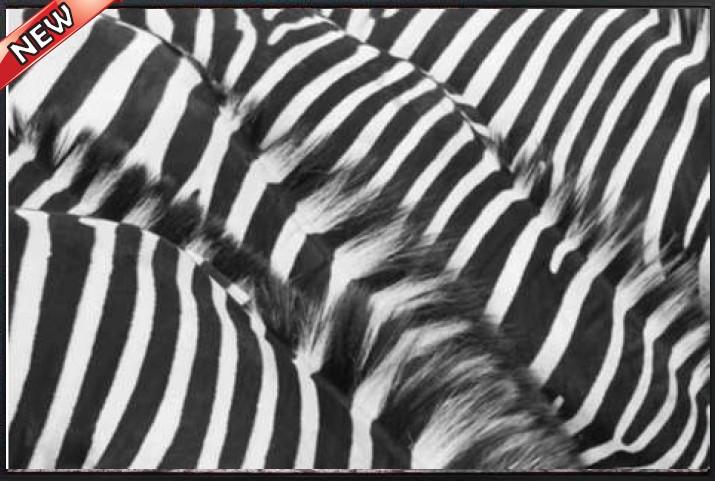 ZEBRA MANE