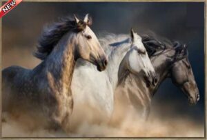 STEED GALLOP