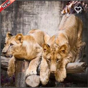JUNGLE CATS