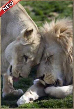 JUNGLE LOVE