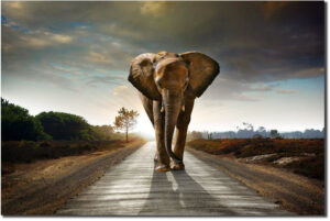 Elephant Path