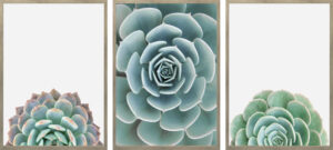 Set of 3 Succulents