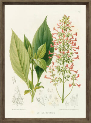 Plant 4