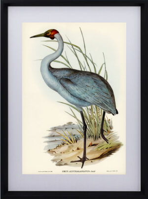 Australian Crane
