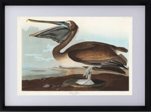 Brown Pelican