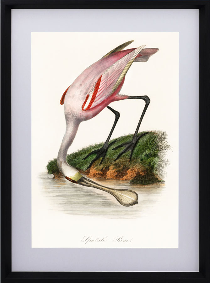 Roseate Spoon Bill
