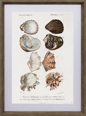 Mollusks 1
