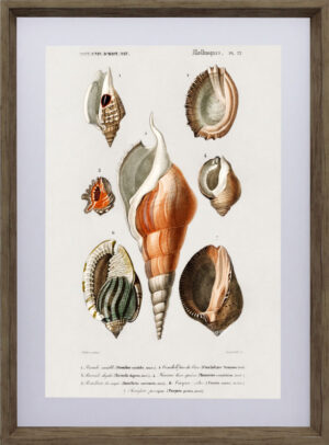 Mollusks 2