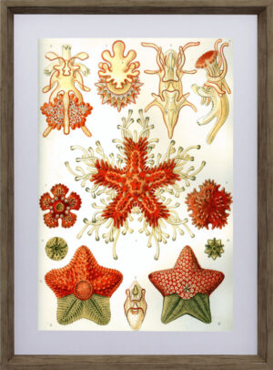 Orange Coral