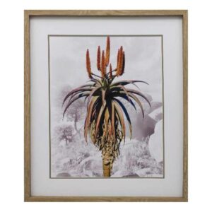ALOE ON ROCKS 1