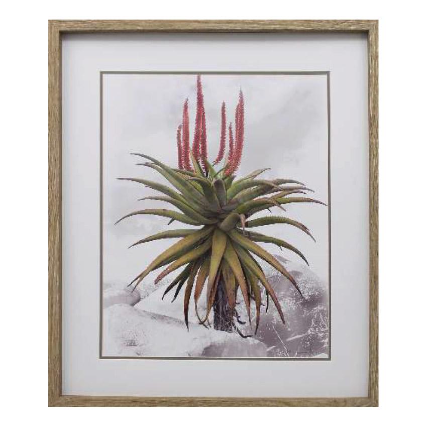 ALOE ON ROCKS 2